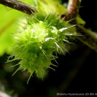 Girardinia diversifolia (Link) Friis